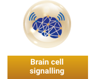 Brain Cell Signalling